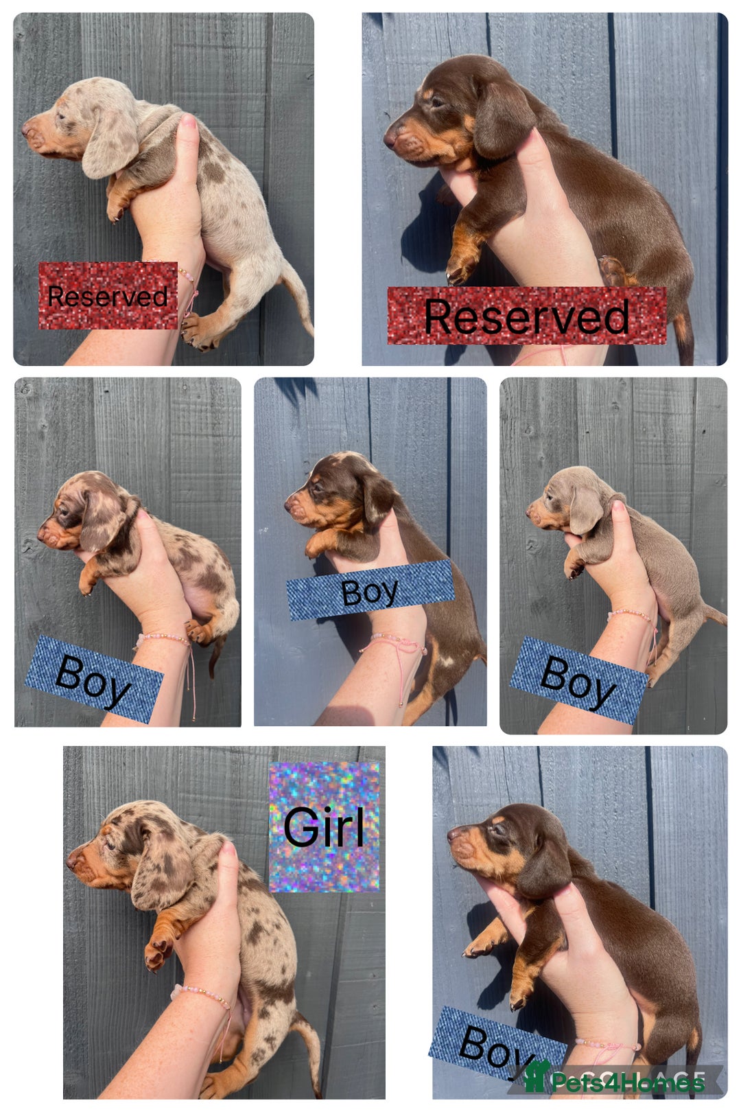Dachshund dogs for sale: KC Registered Miniature Dachshunds - Image 1