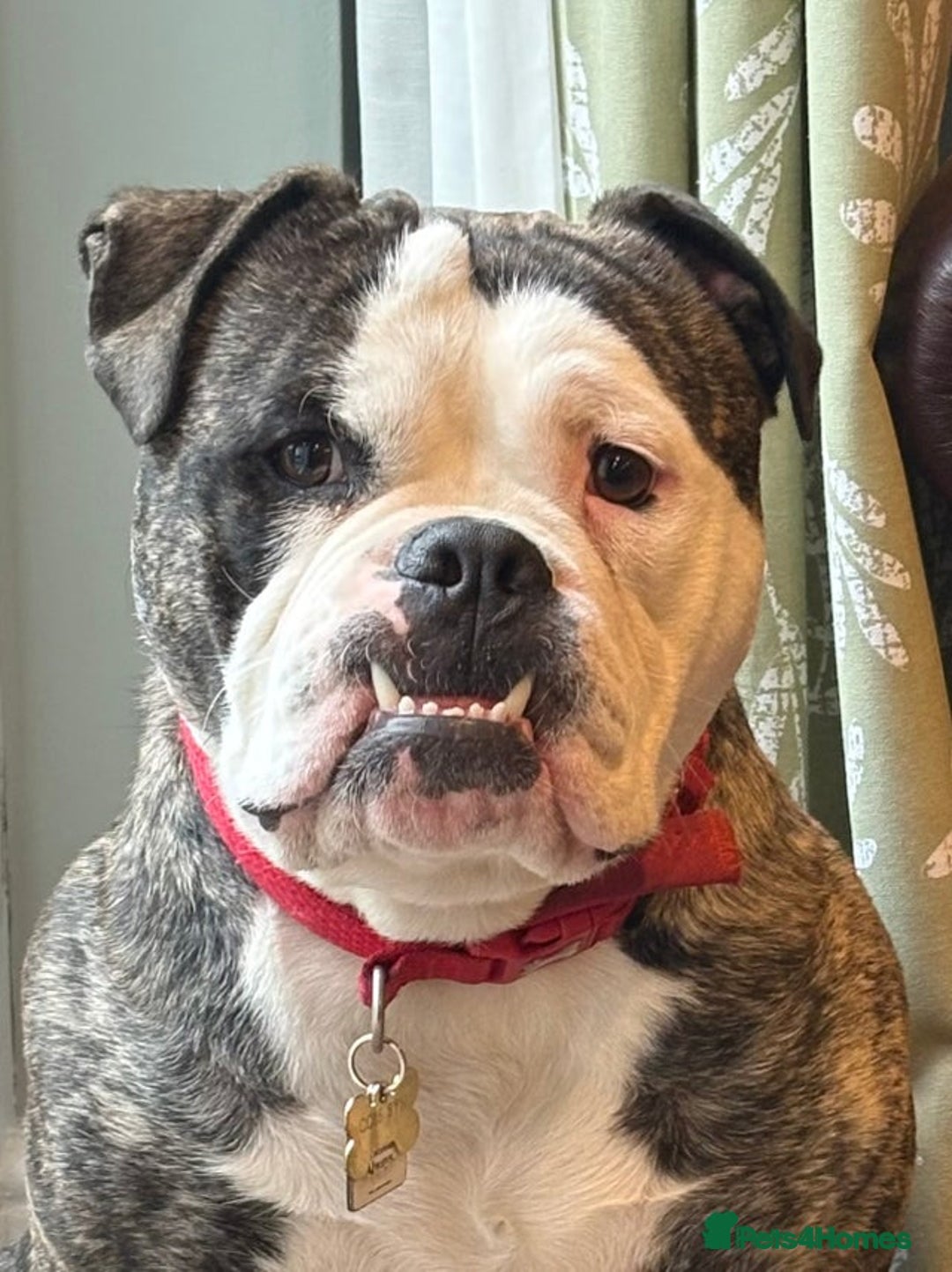 Dorset Olde Tyme Bulldogge dogs for sale: olde tyme bulldog looking for forever home - Advert 4