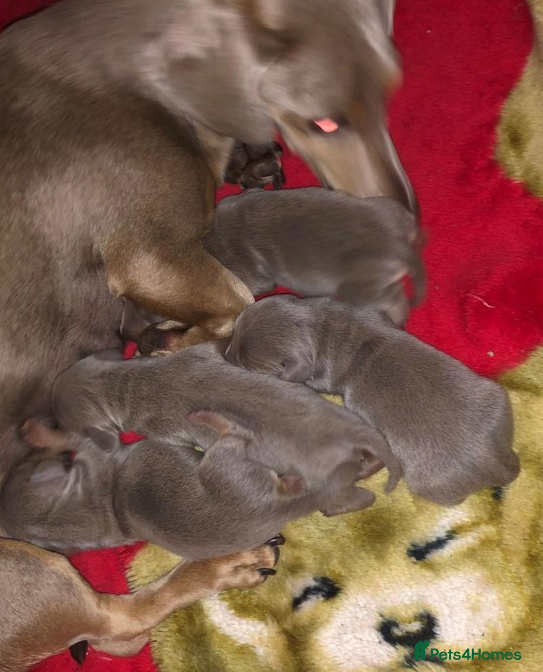 Dachshund dogs for sale: Dachshund puppies  - Image 8