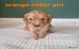 Cocker Spaniel dogs for sale: Beautiful cocker spaniel puppies - Image 32