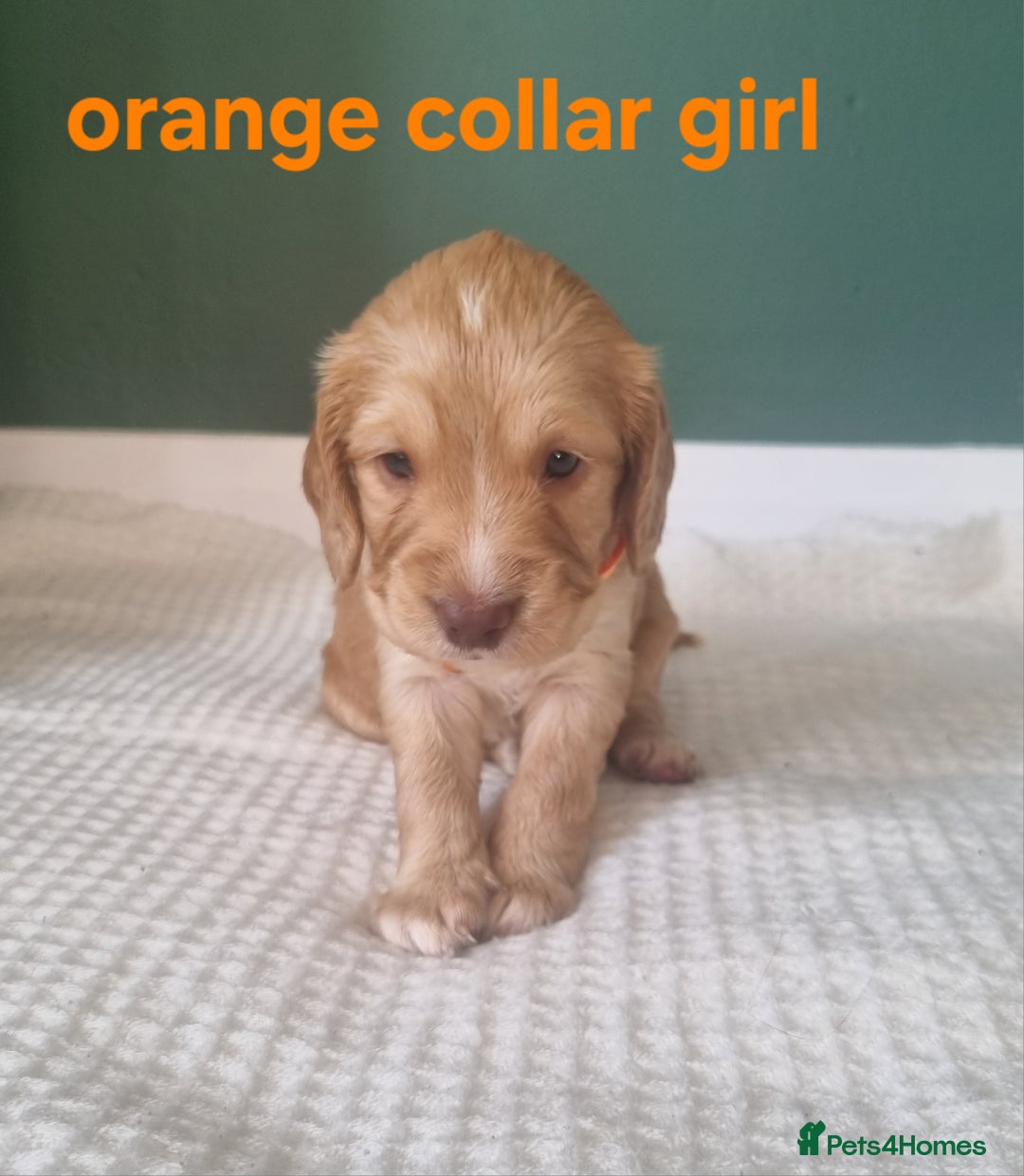 Cocker Spaniel dogs for sale: Beautiful cocker spaniel puppies - Image 32