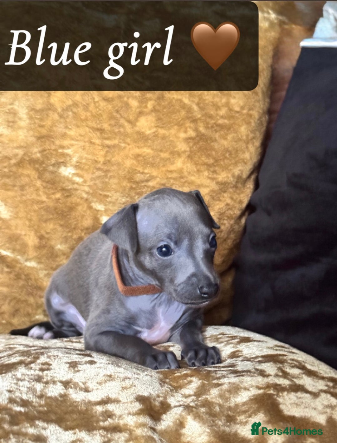 Italian Greyhound dogs for sale: Pedigree KC Reg Italian Greyhounds Champion lines in Durham - Image 29