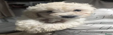 Shihpoo 4