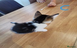 Mixed Breed cats for sale: Beautiful kittens ready now - Image 9