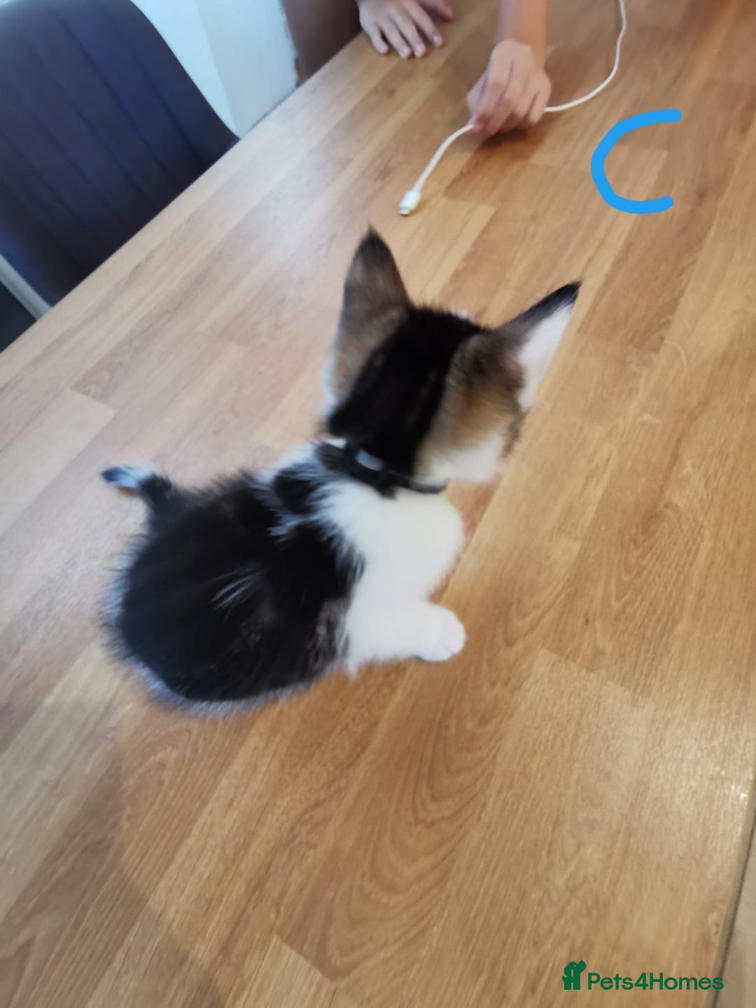 Mixed Breed cats for sale: Beautiful kittens ready now - Image 9