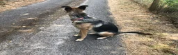 Mixed Breed dogs for sale: German Shepherd bitch family and farm guard dog - Advert 5