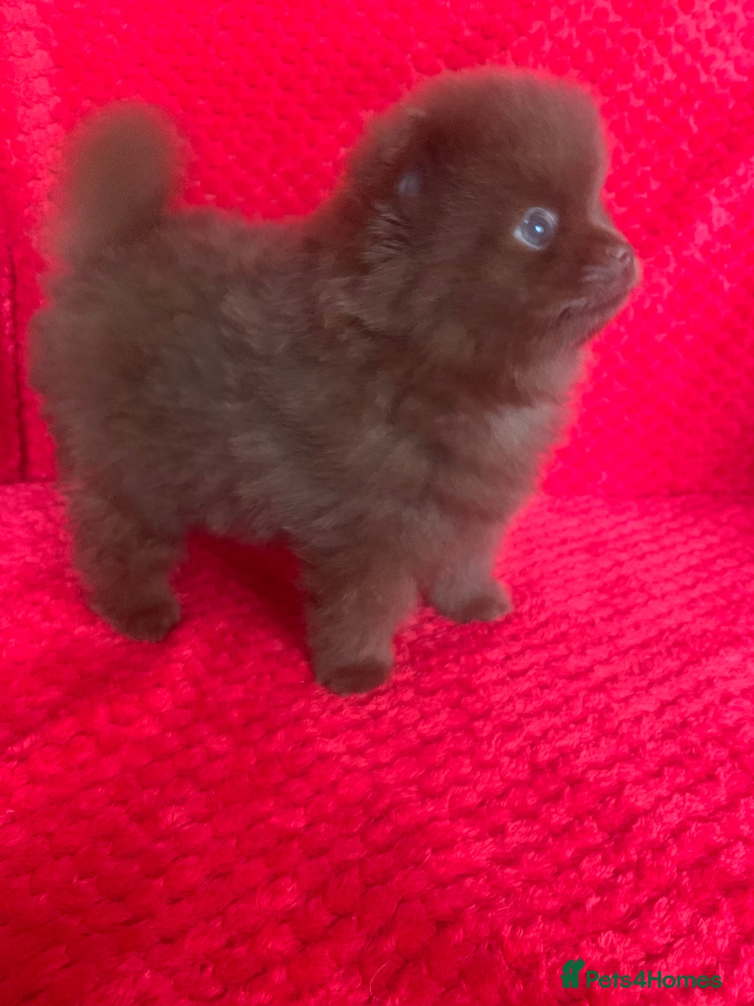 Pomeranian dogs for sale: 3 CHOCOLATE BROWN BEAR POMERANIAN PUPPY’S - Image 11
