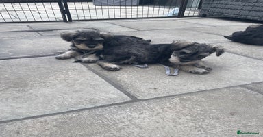 Miniature Schnauzer dogs - Advert 2