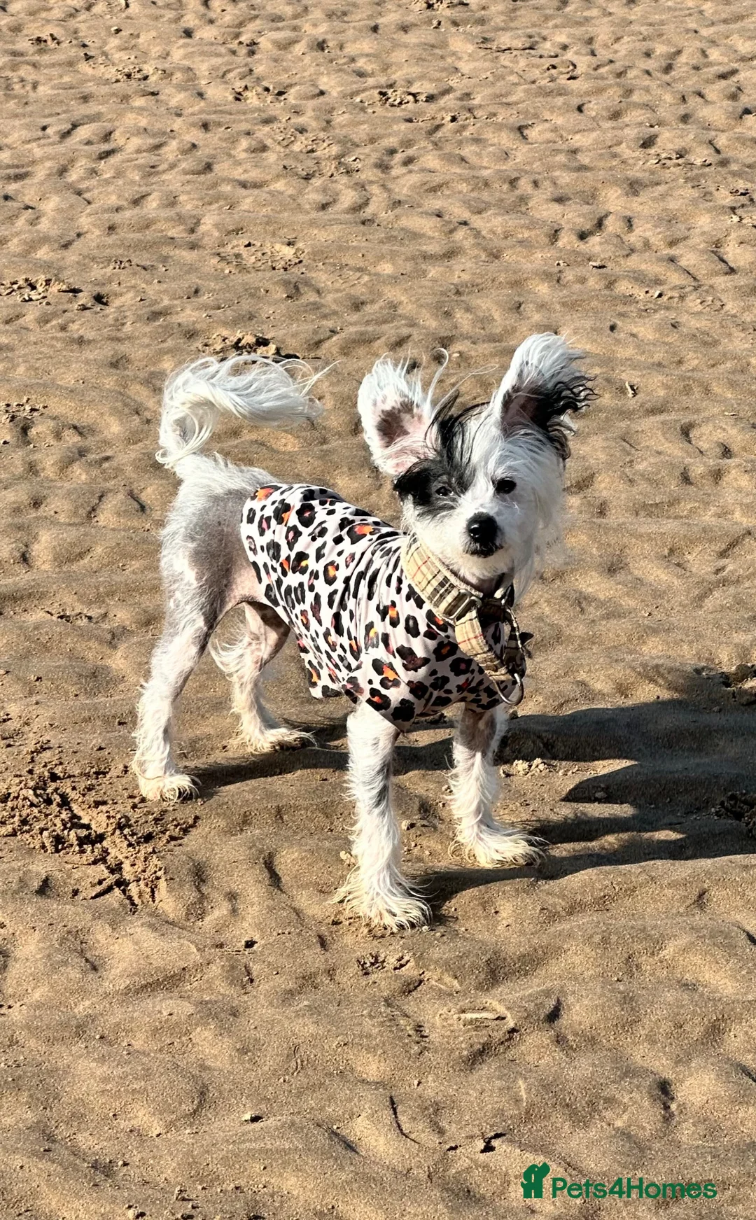 Chinese Crested dogs for sale: 5 yr old Female hairy hairless Chinese crested - Advert 3