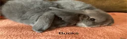 Mini Lop rabbits for sale: 4 gorgeous pure mini lops - Advert 5