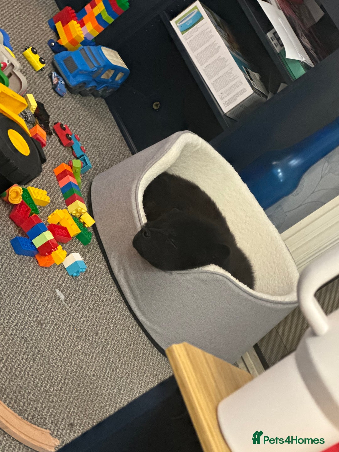 Chow Chow dogs for sale: Female Chow Kiki - Advert 15