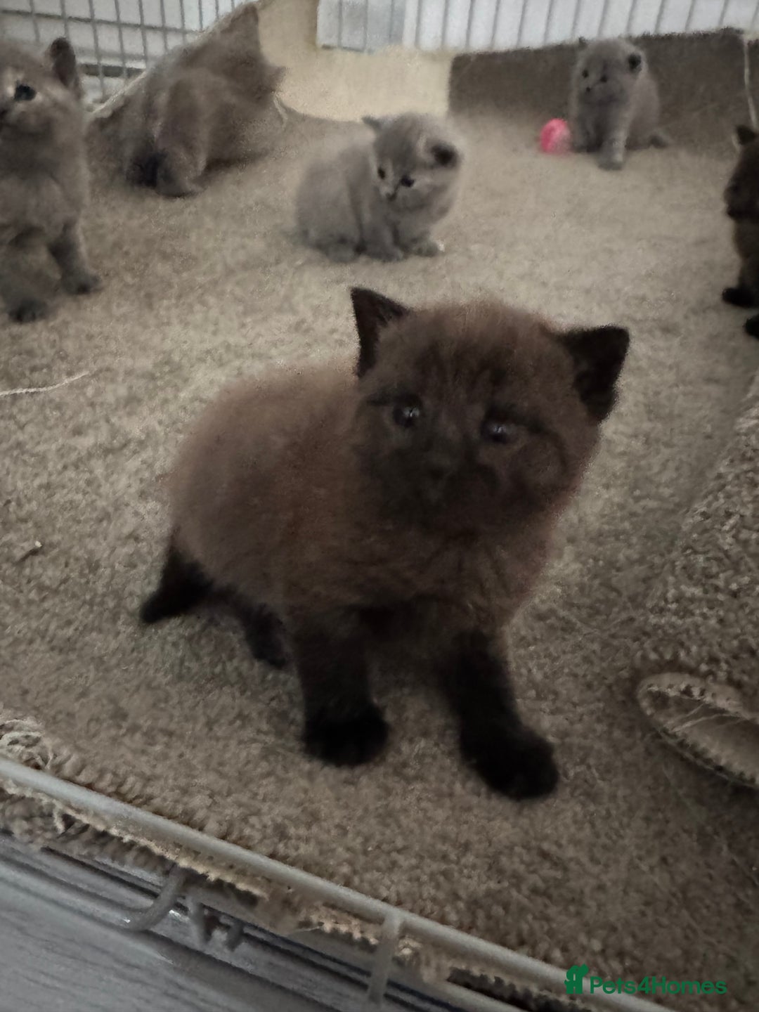 British Shorthair cats for sale: British shorthair kittens READY NOW❤️ - Image 6