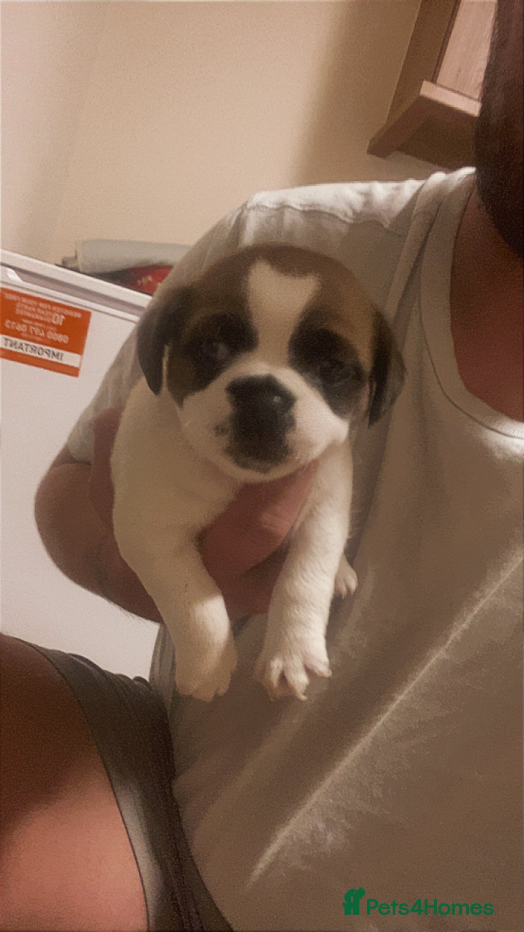 Mixed Breed dogs for sale: Female Border Terrier X ShitZu  - Image 11