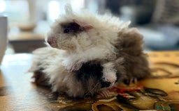 Guinea Pig rodents for sale: Pair of boys and pair of girls  - Image 2
