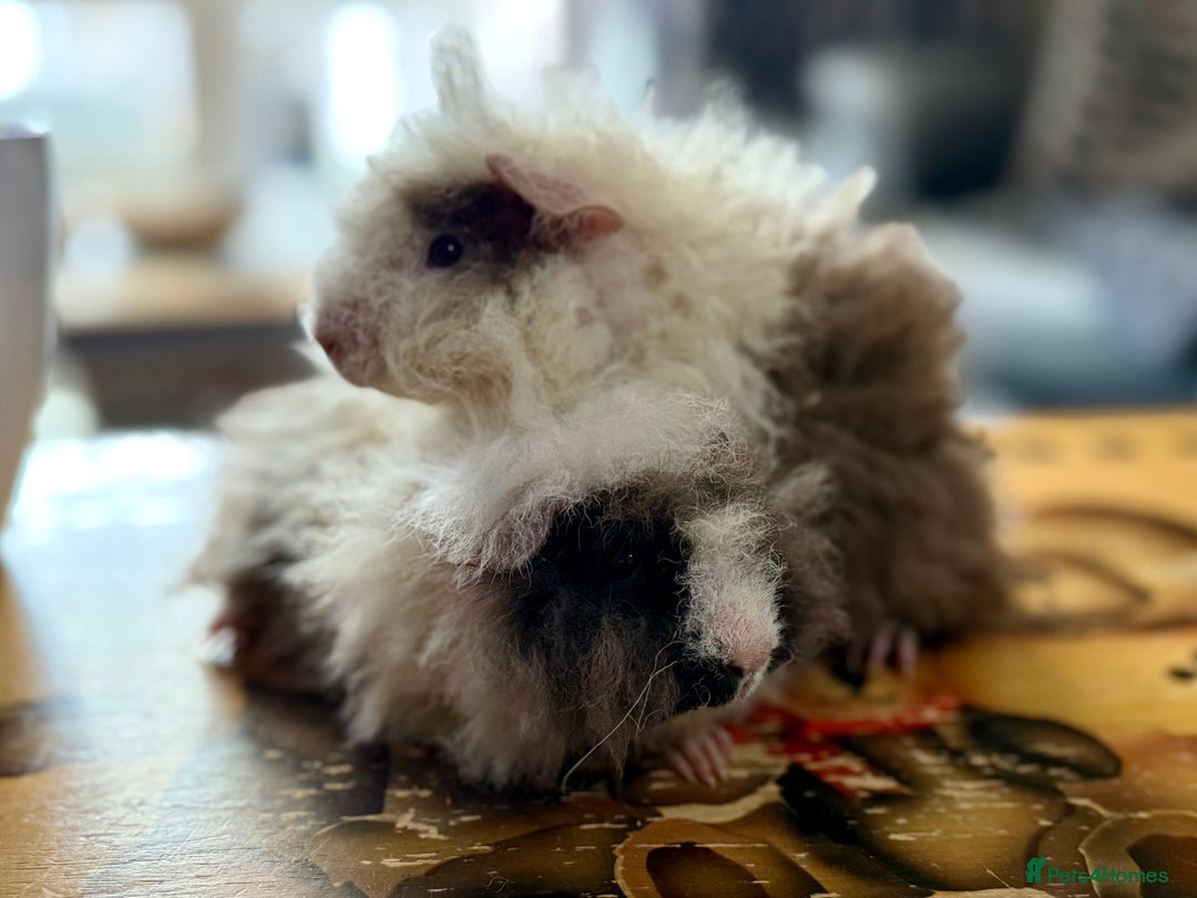 Guinea Pig rodents for sale: Pair of boys and pair of girls  - Image 2