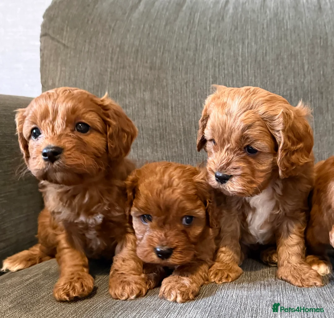Cavapoo dogs for sale: Beautiful f1 cavapoo puppies  - Advert 15