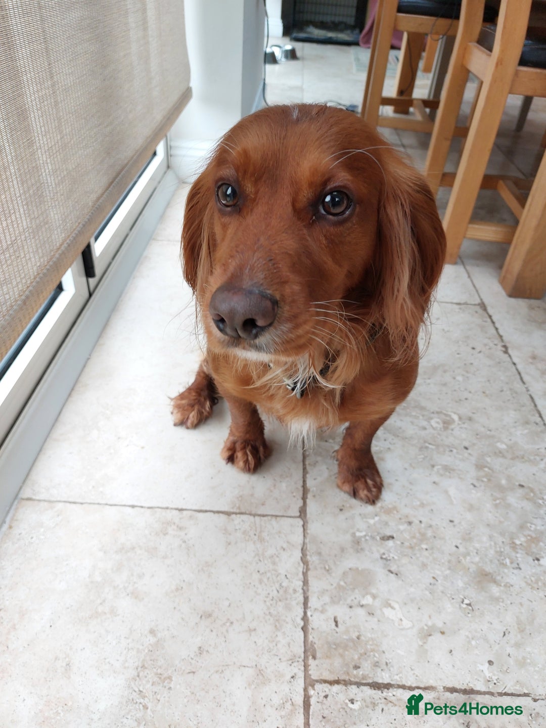 Cocker Spaniel dogs for stud: Pedigree stud   in Gloucester - Image 12