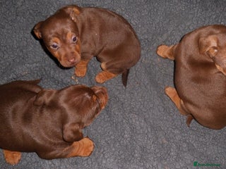 Jack Russell dogs Russell Pinscher - Advert 1