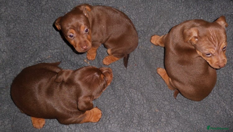 Jack Russell dogs Russell Pinscher - Advert 1