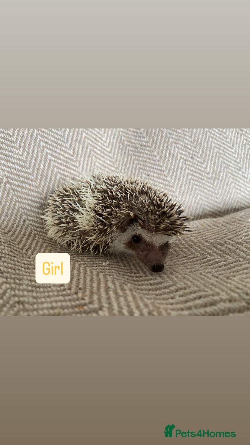 Pygmy Hedgehog rodents for sale: African Pygmy Hedgehogs  - Advert 7