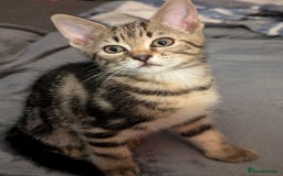 Mixed Breed cats for sale: Kittens - Image 6