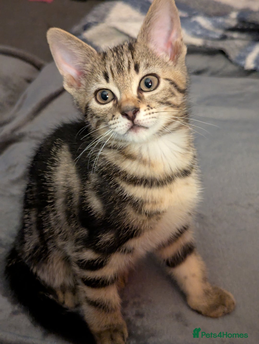 Mixed Breed cats for sale: Kittens - Image 6