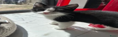Mixed Breed Kitten 4