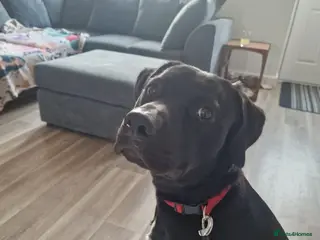 Mixed Breed dogs Gorgeous 8 month old Kobe (Staffador) - Advert 1