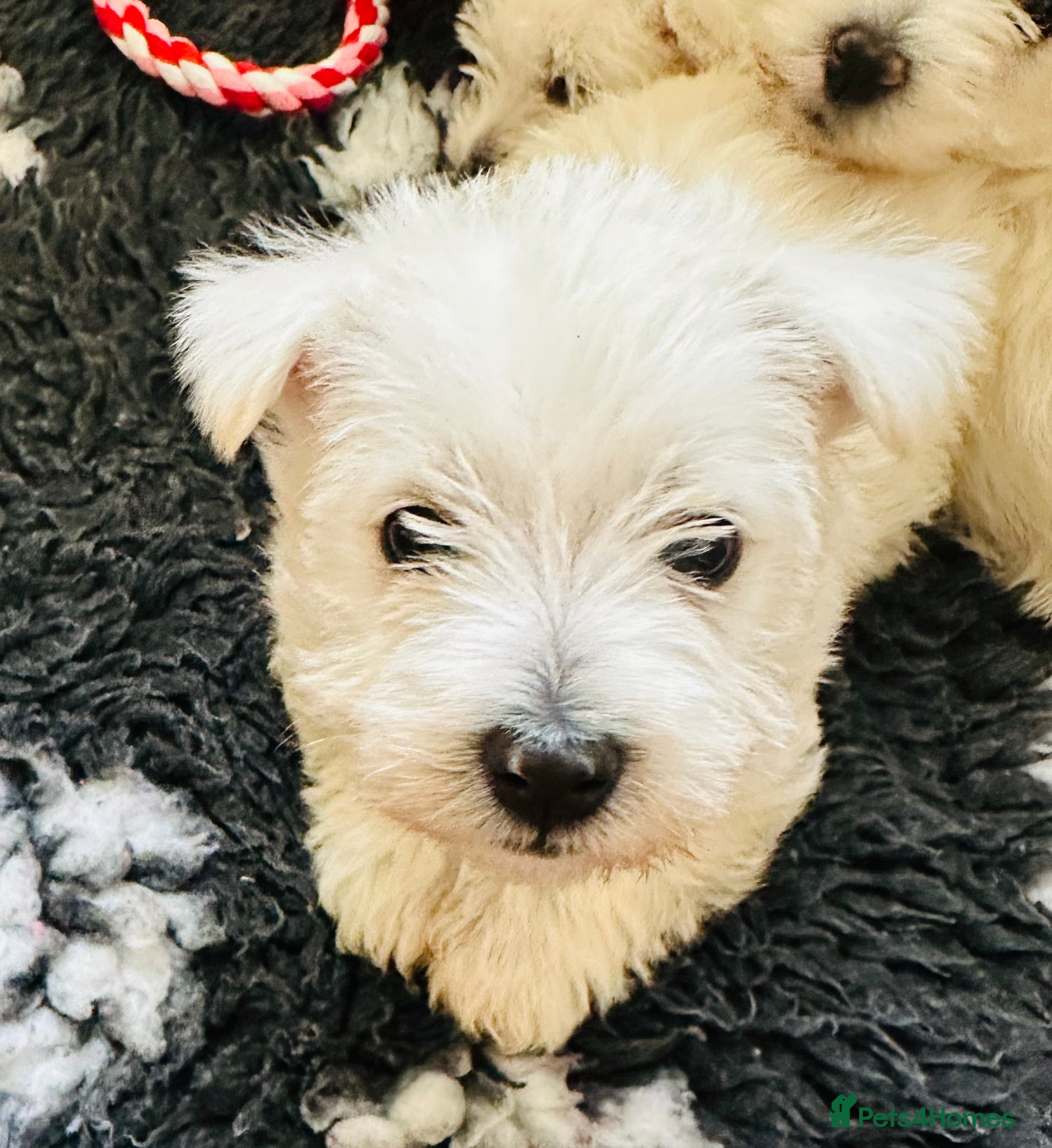 West Highland Terrier dogs Beautiful Westies for sale - only 1 boy left - Advert 11