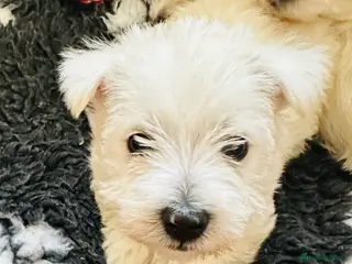 West Highland Terrier dogs Beautiful Westies for sale - only 1 boy left - Advert 11