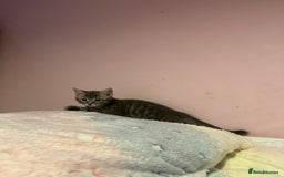 Bengal cats for sale: Bengal x Ragdoll Kittens - Advert 15