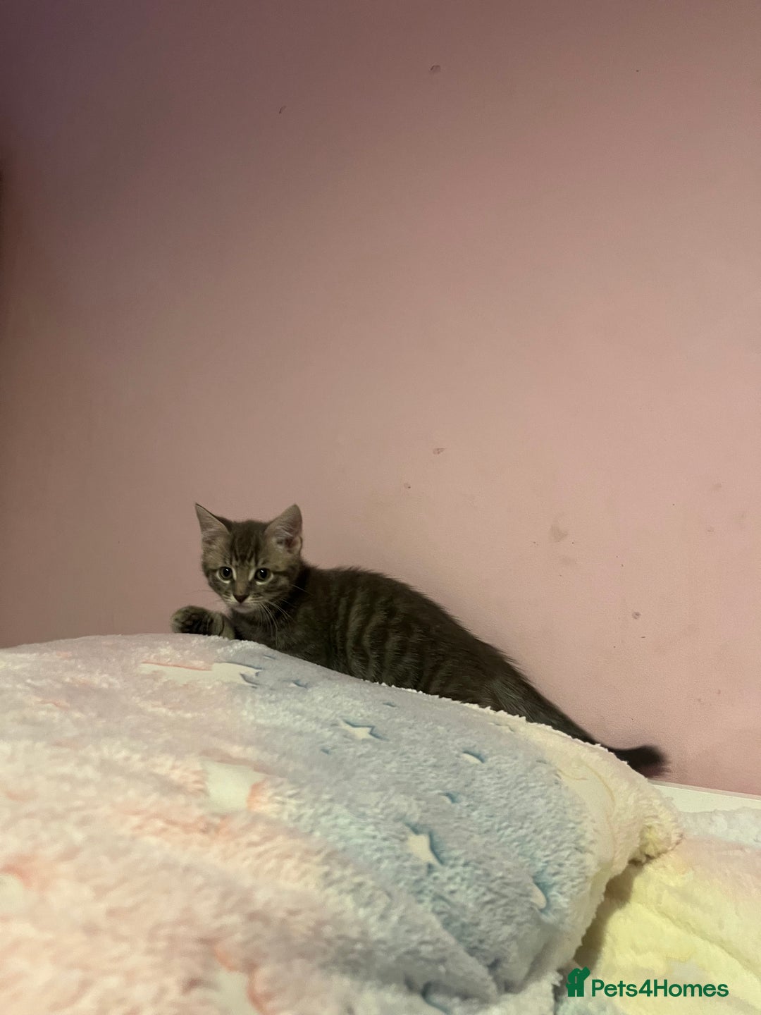 Bengal cats for sale: Bengal x Ragdoll Kittens - Advert 15