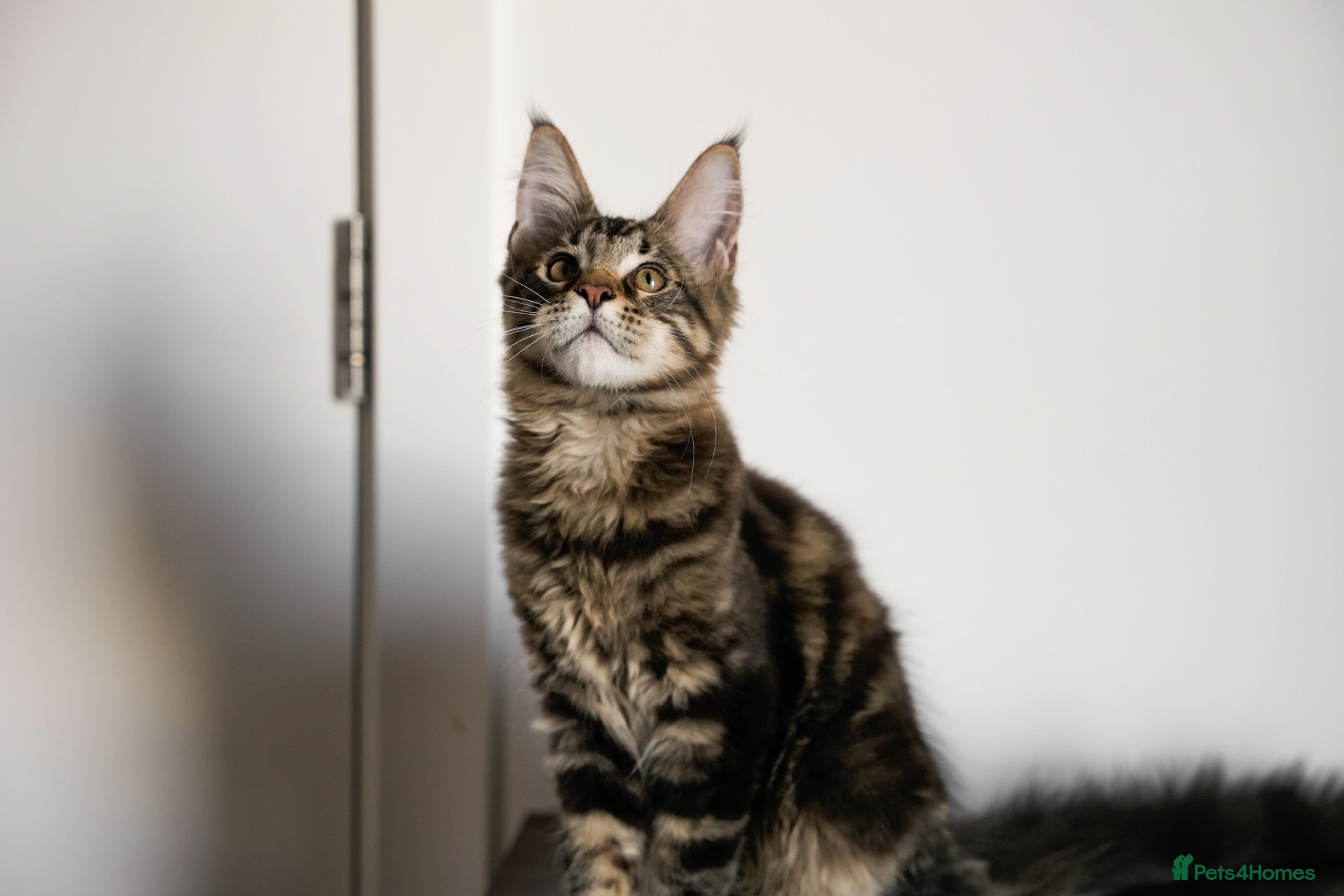 Maine Coon cats 5 Beautiful Russian Import Kittens TICA - Advert 2