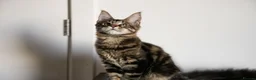 Maine Coon cats for sale: 5 Beautiful Russian Import Kittens TICA - Advert 19