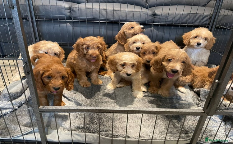Cockapoo dogs - Advert 2