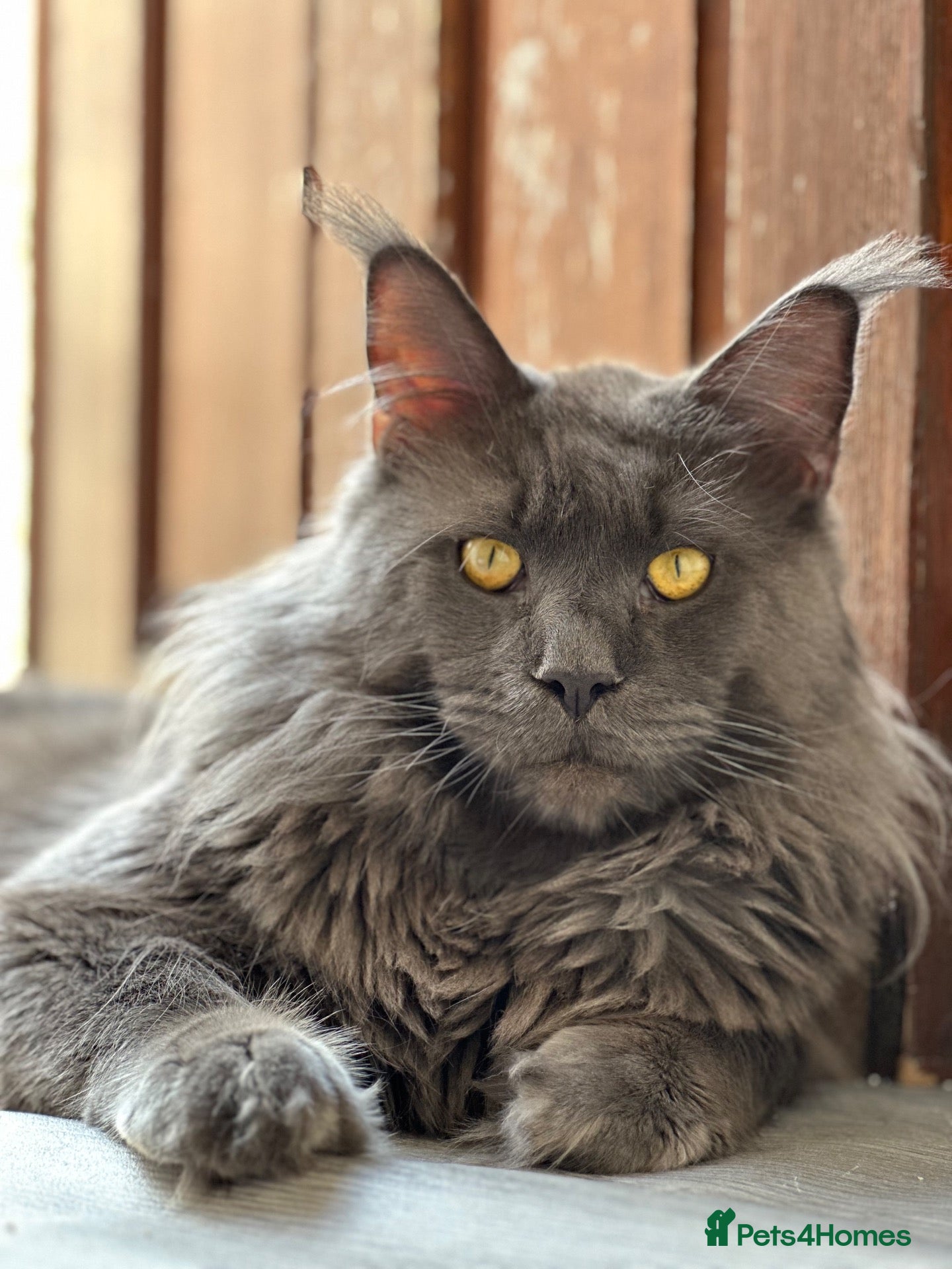 Maine Coon cats Active TICA Registered - Gentle, Friendly, Proven - Advert 4