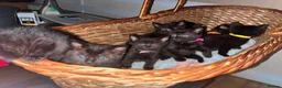 Mixed Breed cats for sale: Stunning ragdoll mix kittens  - Advert 15
