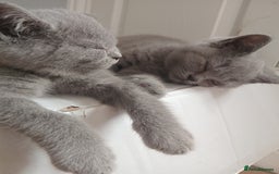 British Shorthair cats for sale: BRITISH SHORT HAIR KITTENS  in Gloucester - Image 14