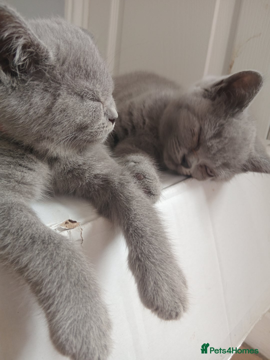 British Shorthair cats for sale: BRITISH SHORT HAIR KITTENS  in Gloucester - Image 14