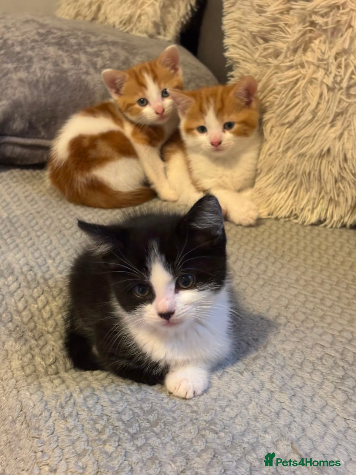 Mixed Breed cats for sale: 3 lovely kitens - Advert 2
