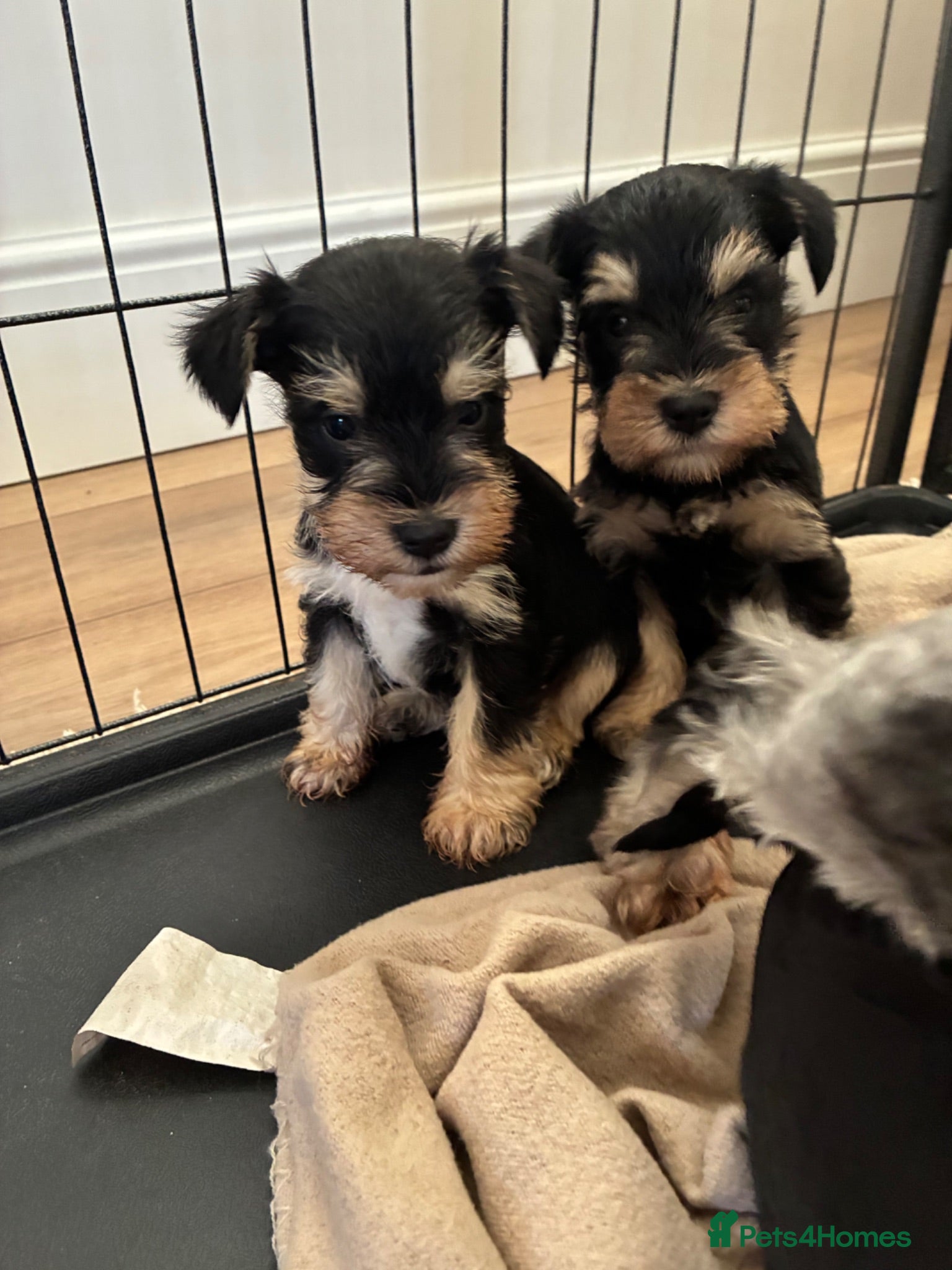 Miniature Schnauzer dogs Stunning health tested miniature schnauzer puppies - Advert 1