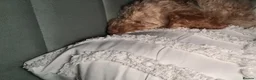 Cockapoo dogs for sale: Lovely pup looking for forever home - Advert 2