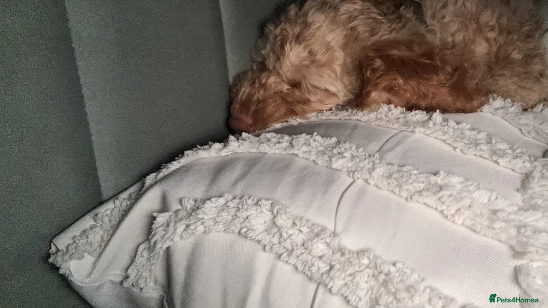 Cockapoo dogs for sale: Lovely pup looking for forever home - Advert 2