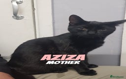 Domestic Shorthair cats for sale: 4 Cats FOR FREE or take One or Two 8 Months Old - Image 4