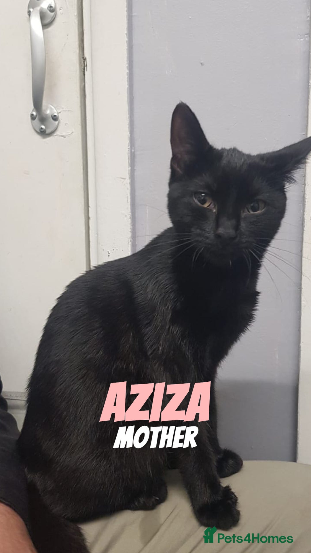 Domestic Shorthair cats for sale: 4 Cats FOR FREE or take One or Two 8 Months Old - Image 4