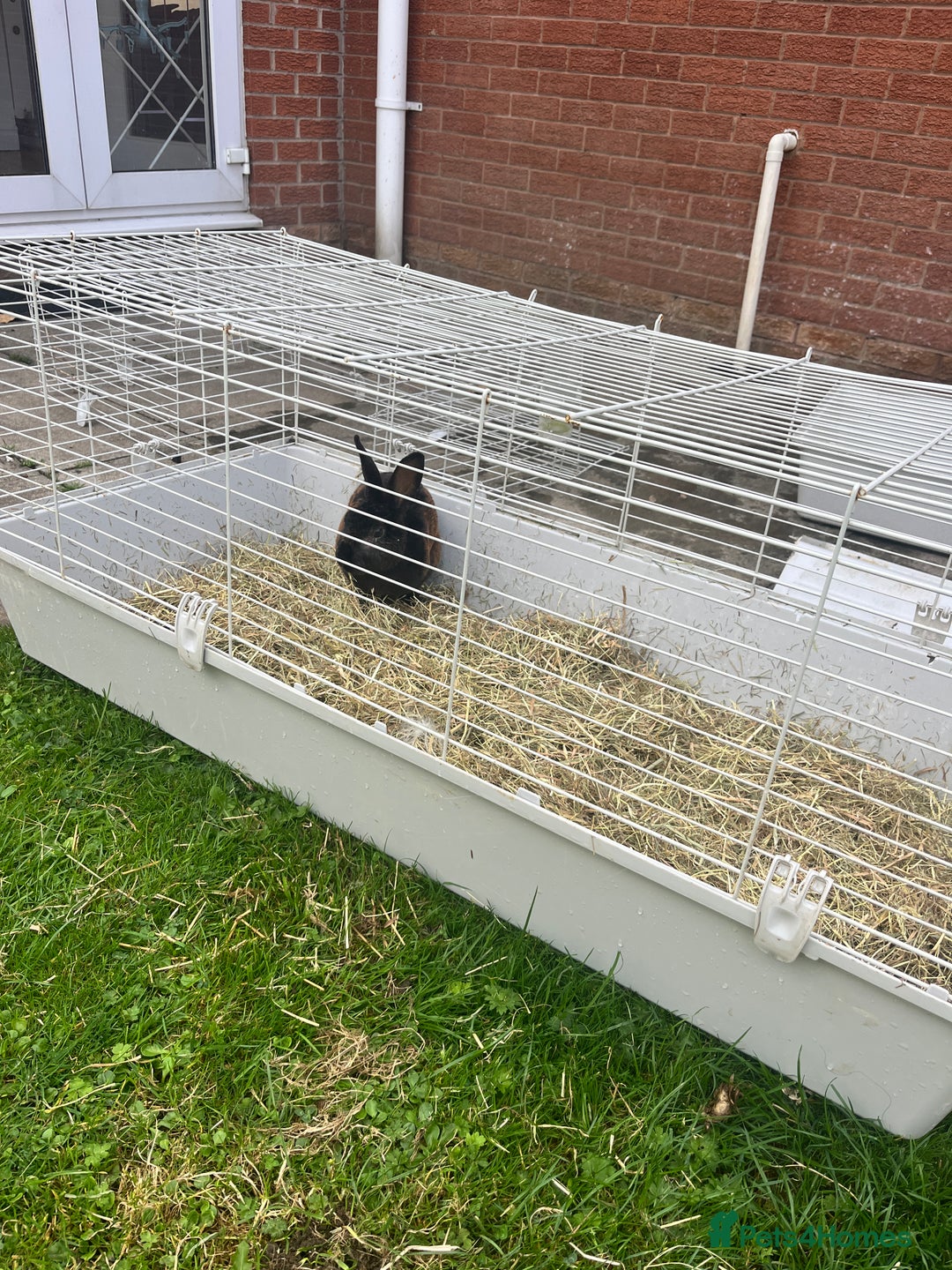 Rex rabbits for sale: Rex black/brown male rabbit 1 year old  - Image 2