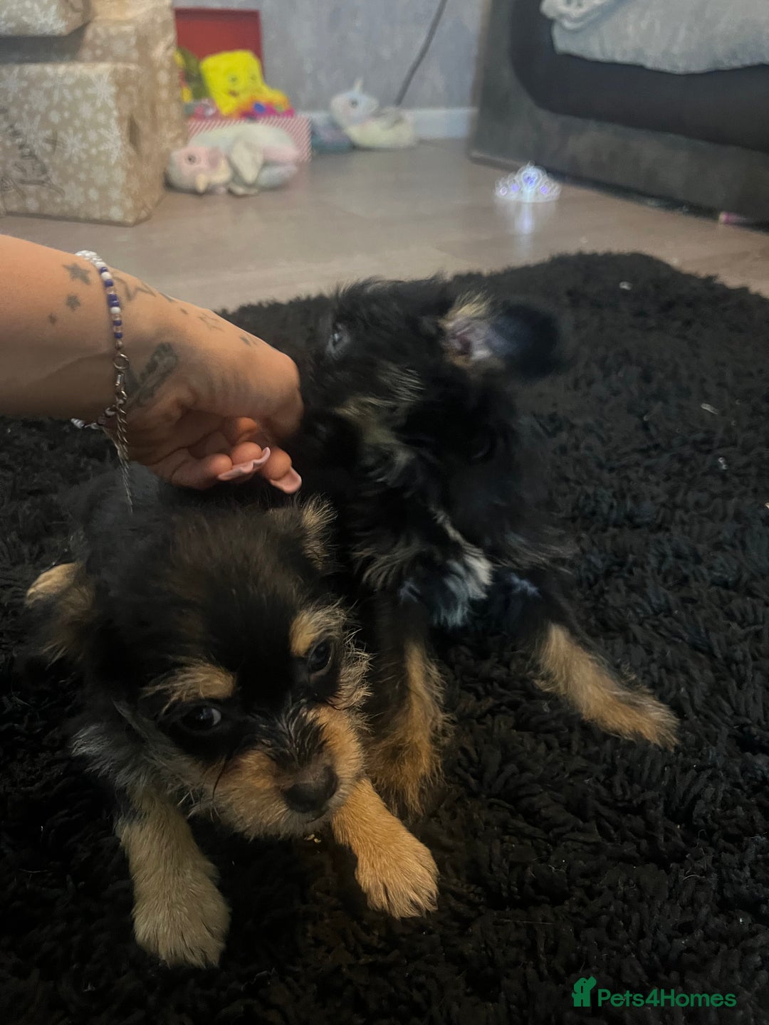Mixed Breed dogs for sale: Jackapoo frenchy - Advert 4