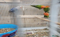 Lovebirds birds for sale:  Fischers lovebirds for sale in Birmingham - Image 26
