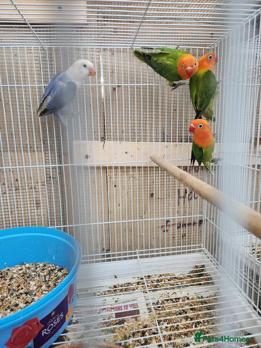 Lovebirds birds for sale:  Fischers lovebirds for sale in Birmingham - Image 26
