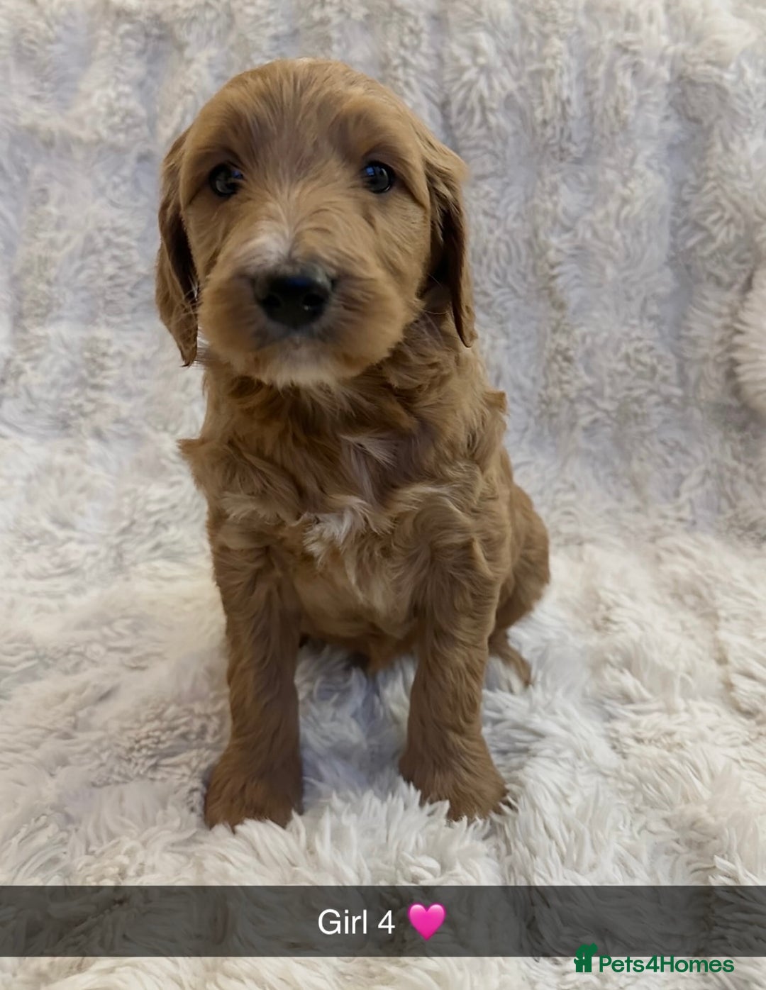 Goldendoodle dogs for sale: Beautiful golden doodles  - Advert 25